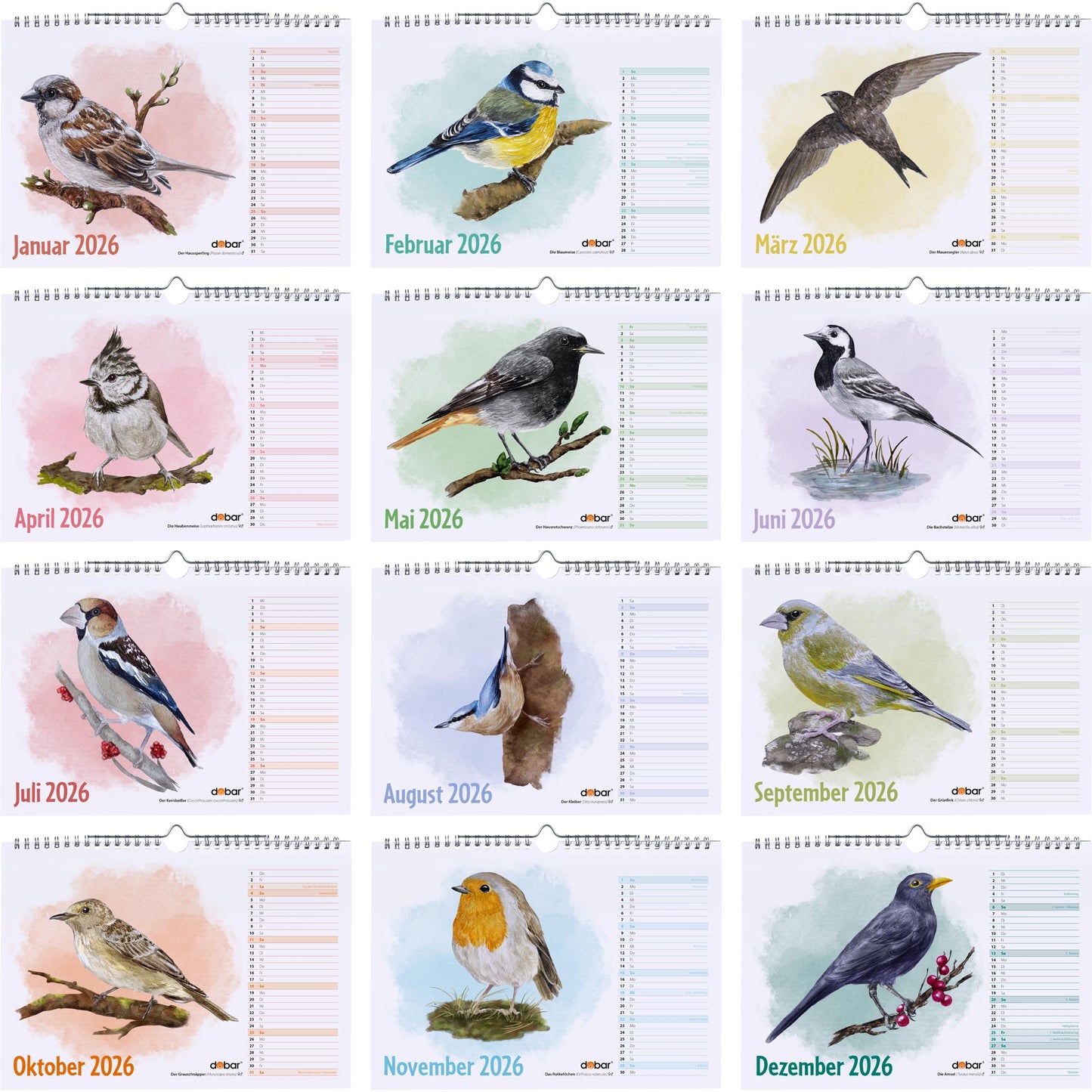 Vogel-Wandkalender 2026 DIN A4 – Jahreskalender mit Wildvogel-Illustrationen