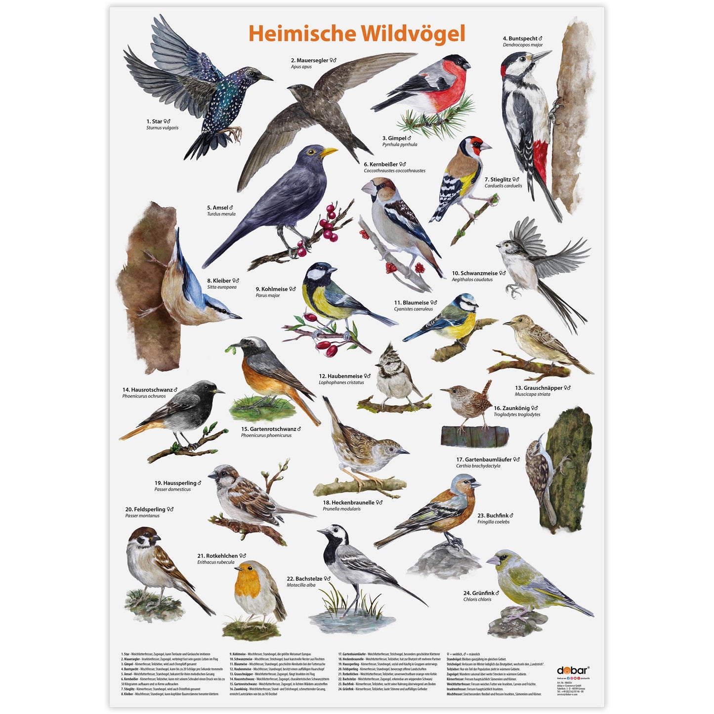 Detailreiches Vogel-Poster DIN A2 mit 24 heimischen Wildvogelarten
