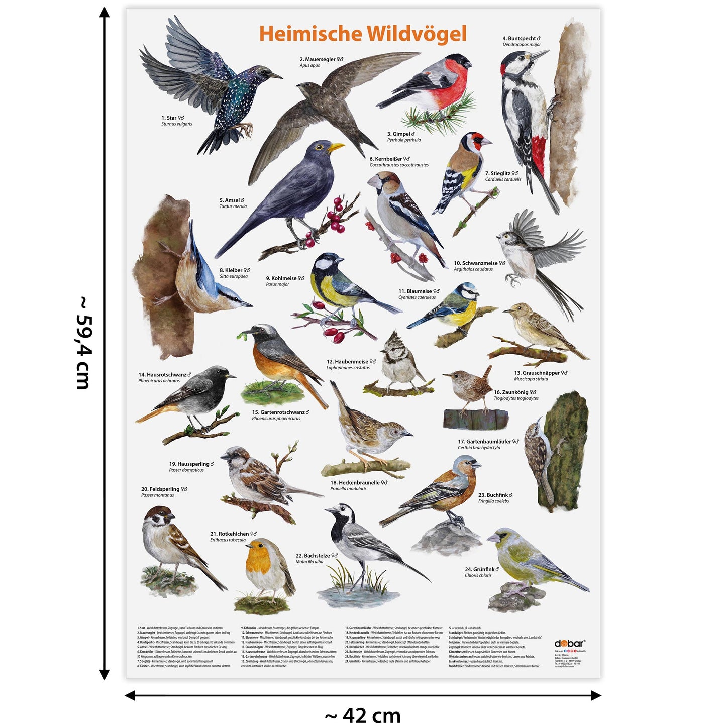 Handgezeichnete Illustration heimischer Wildvögel auf hochwertigem Poster