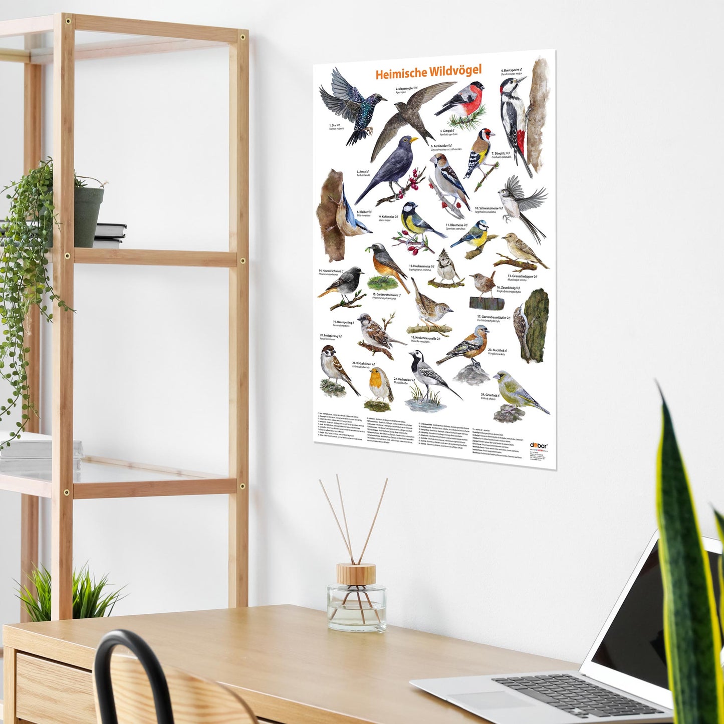 Vogel-Poster mit naturgetreuen Abbildungen für Naturfreunde und Vogelliebhaber