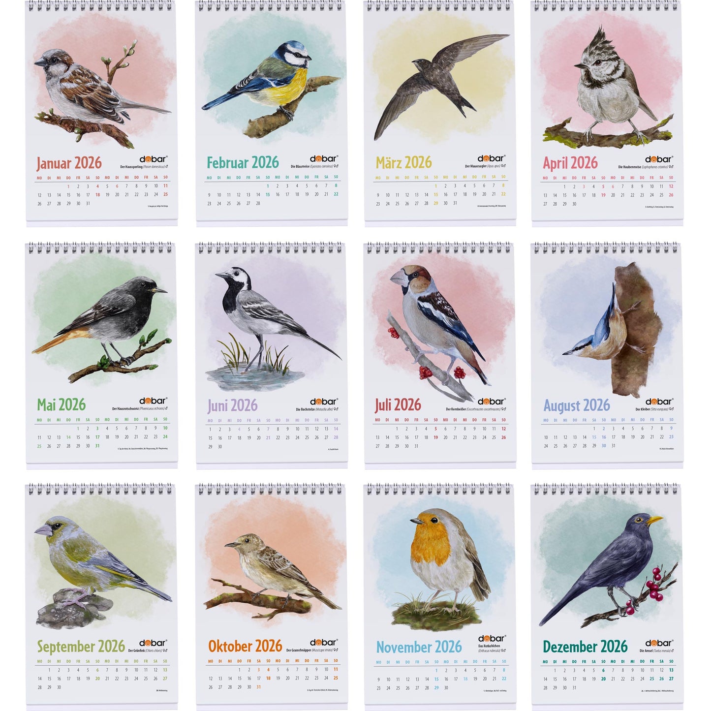 Vogel-Tischkalender DIN A5 2026 – Monatskalender mit Wildvogel-Illustrationen