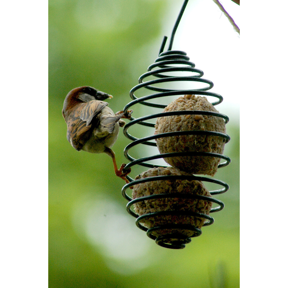 Art.11050 - Futterspirale für Meisenknödel zum Aufhängen