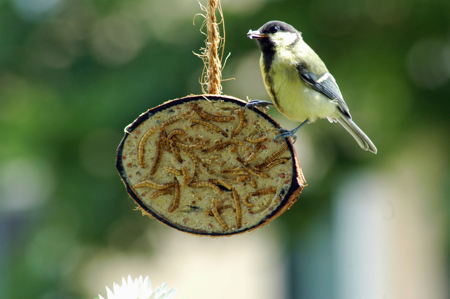 Art. 24090e - 10 gefüllte Kokosnusshälften - 5 Vogelfutter-Sorten