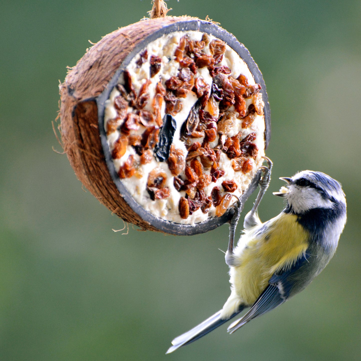 Art. 24090e - 10 gefüllte Kokosnusshälften - 5 Vogelfutter-Sorten