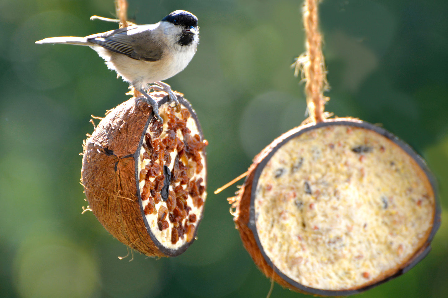 Art. 24090e - 10 gefüllte Kokosnusshälften - 5 Vogelfutter-Sorten