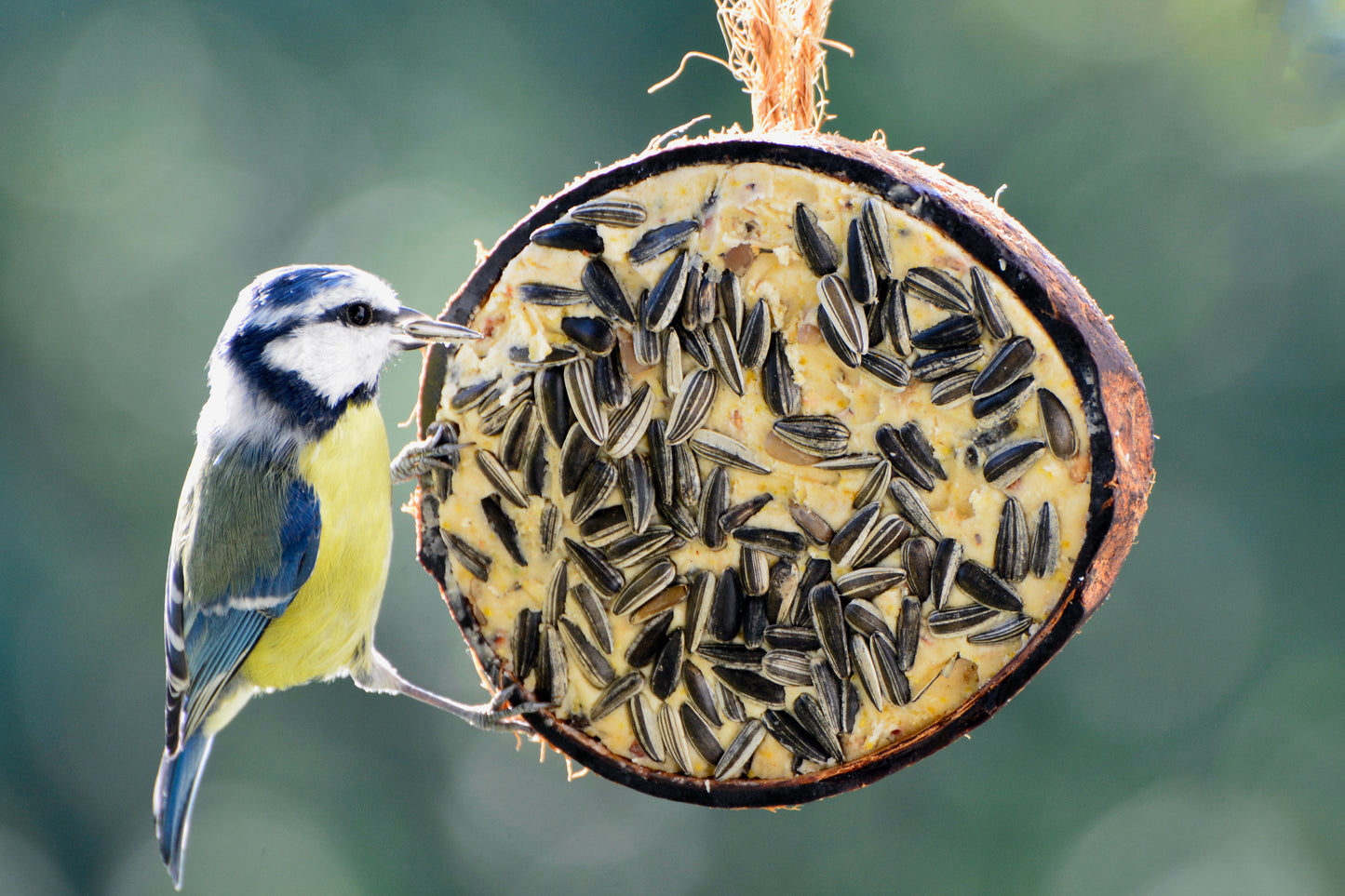 Art. 24090e - 10 gefüllte Kokosnusshälften - 5 Vogelfutter-Sorten