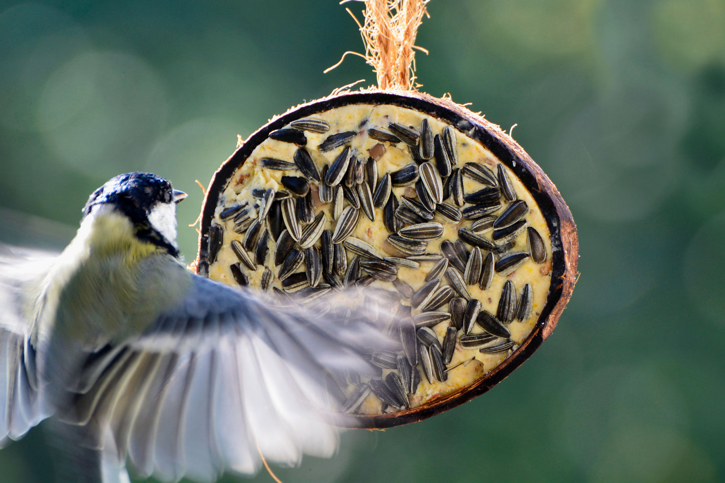 Art. 24090e - 10 gefüllte Kokosnusshälften - 5 Vogelfutter-Sorten