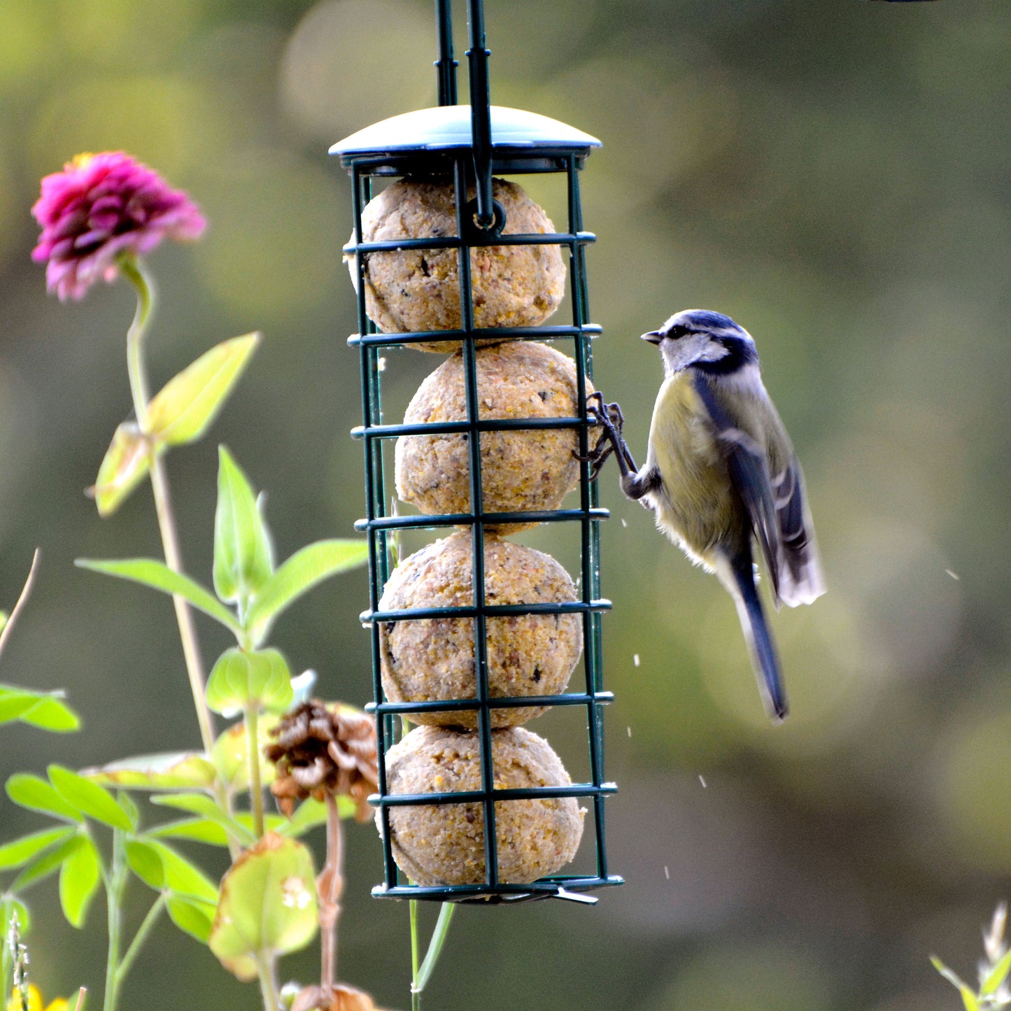 Art. 24095e - Meisenknödel "Insekten" 100 Stück ohne Netz - Luxus-Vogelhaus.de