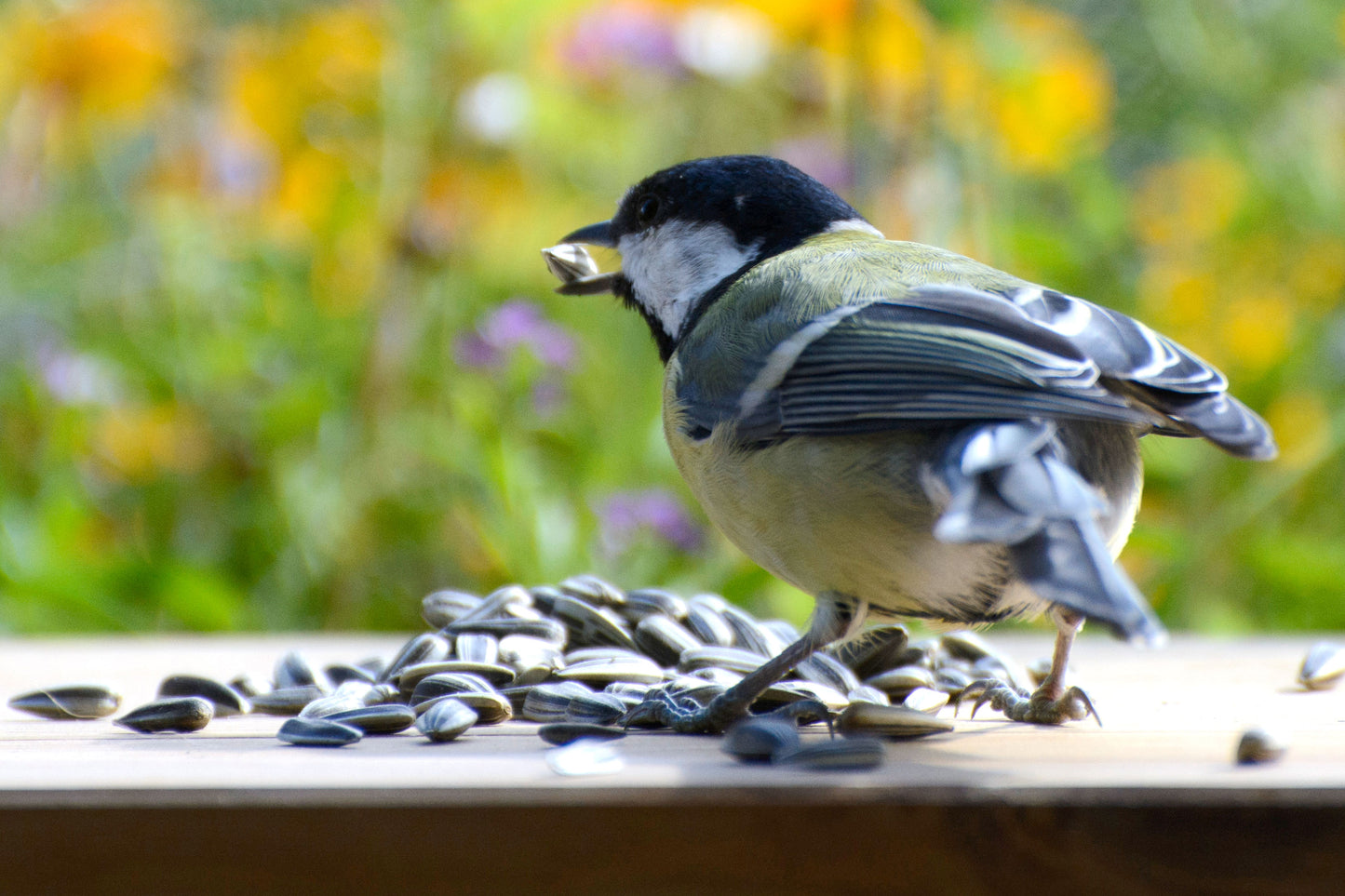 20 kg Sonnenblumenkerne für Wildvögel – Hochwertige Energiequelle für Vogelfutterstationen.