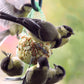 Art. 24100e - Vogelfutter Spezialitäten-Mix 23-teilig im Eimer