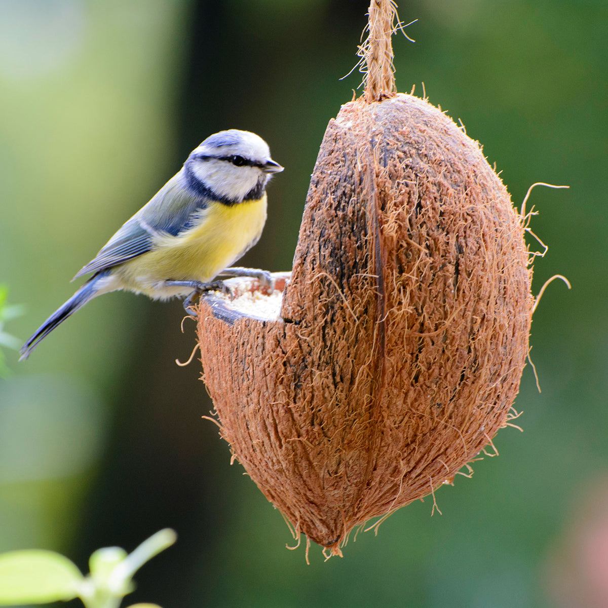 Art. 24102e - Vogelfutter-Mix | gefüllte Kokosnüsse und Riesenzapfen