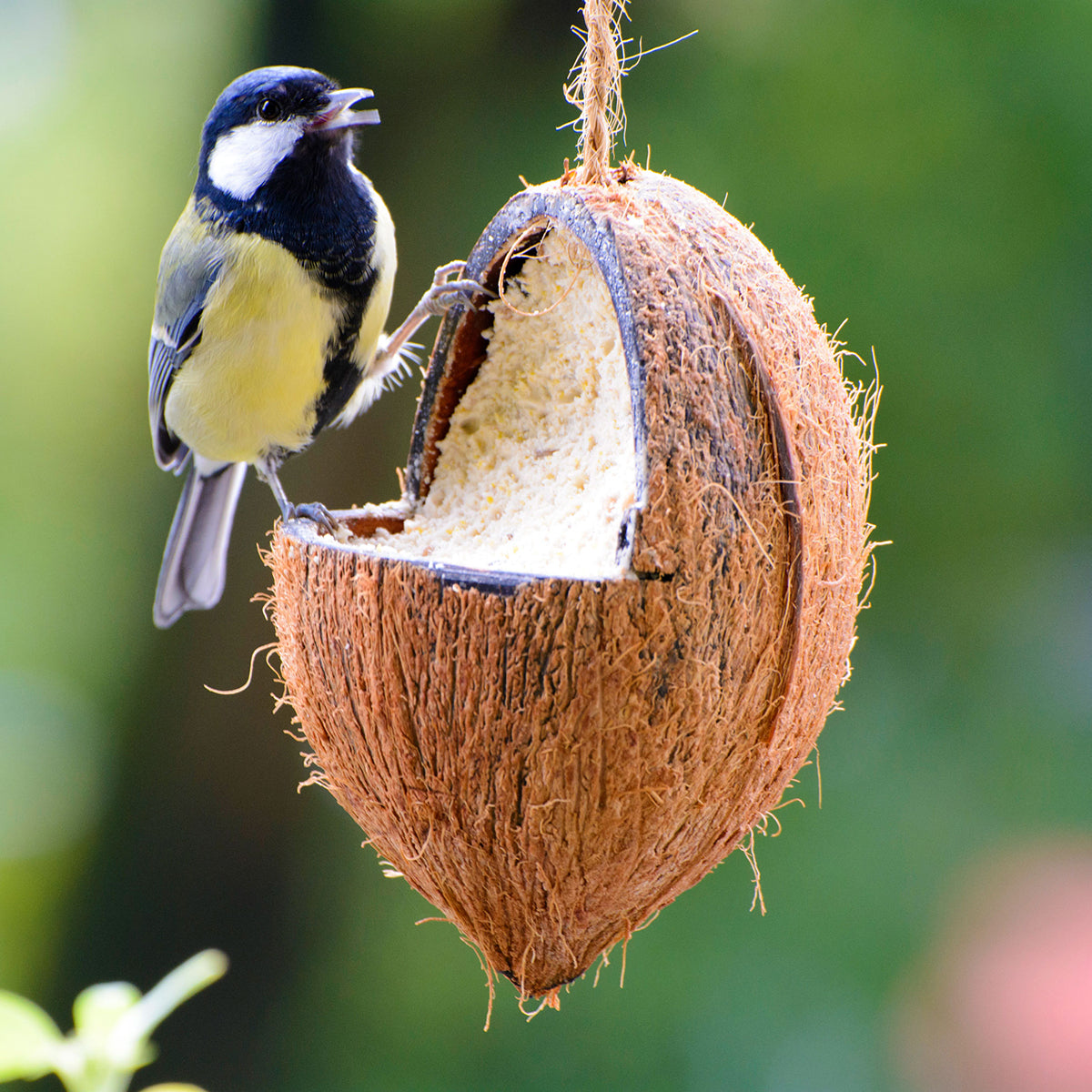 Art. 24102e - Vogelfutter-Mix | gefüllte Kokosnüsse und Riesenzapfen