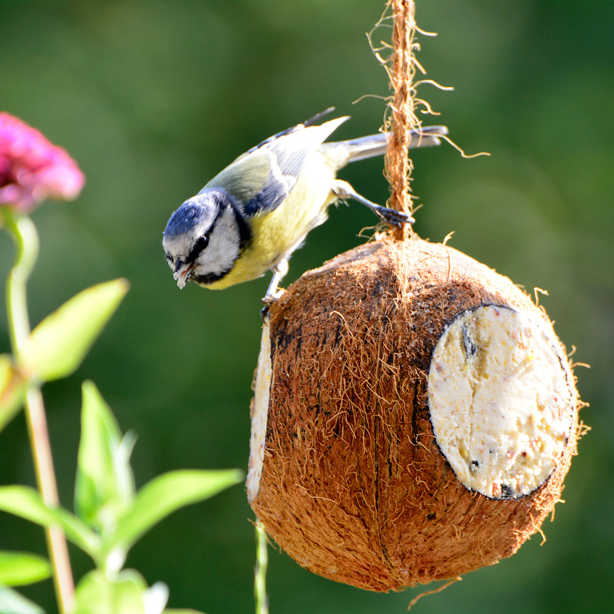 Art. 24102e - Vogelfutter-Mix | gefüllte Kokosnüsse und Riesenzapfen