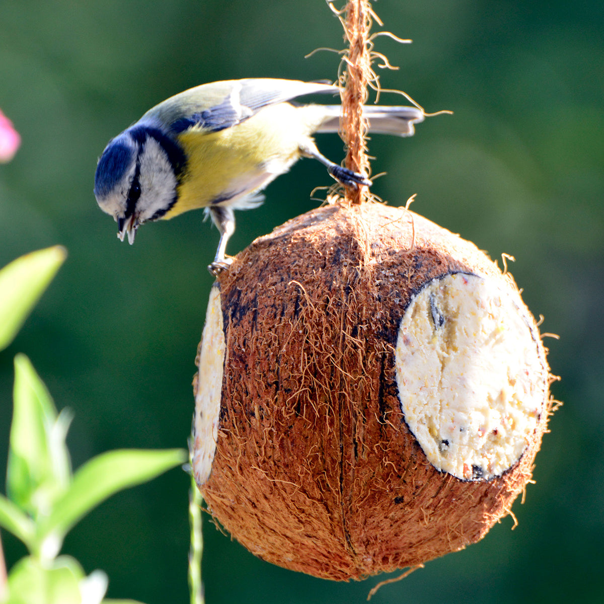 Art. 24102e - Vogelfutter-Mix | gefüllte Kokosnüsse und Riesenzapfen