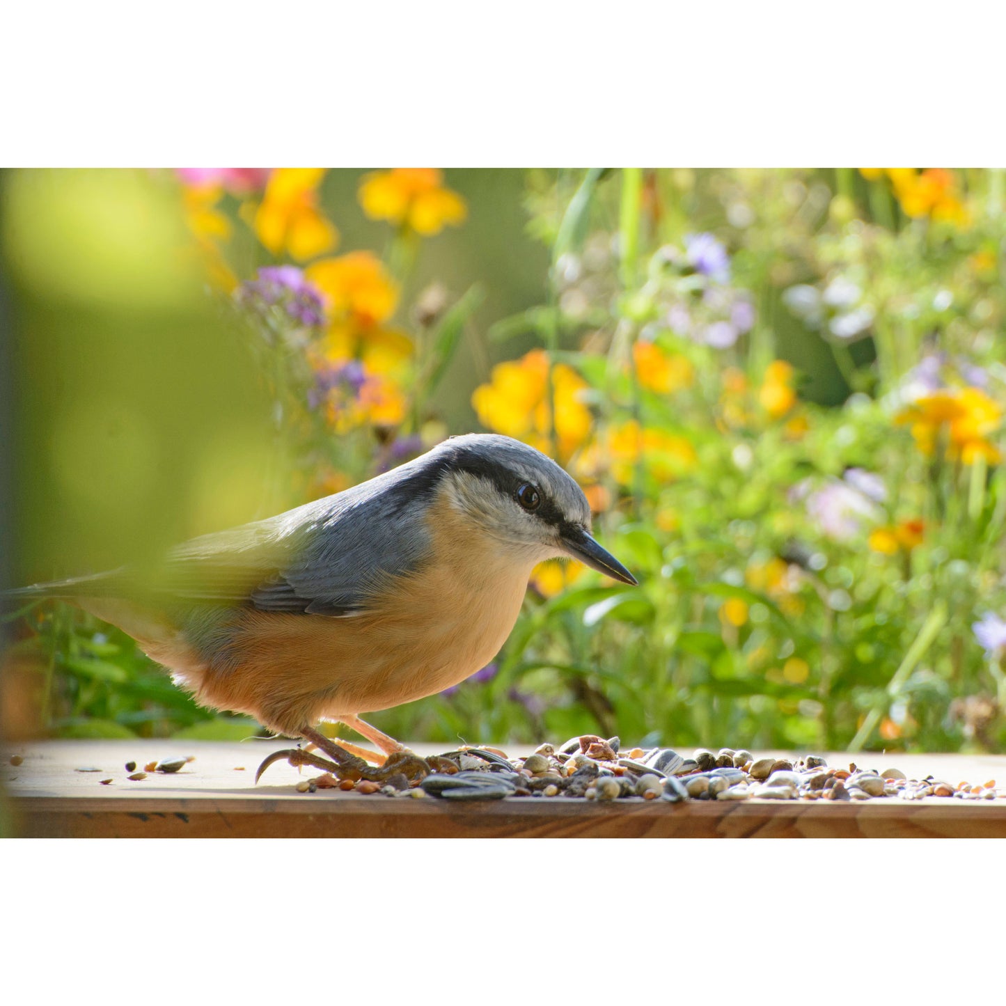 7 Beutel á 1 kg Wildvogelfutter – Hochwertige Mischung aus Saaten und Nüssen.