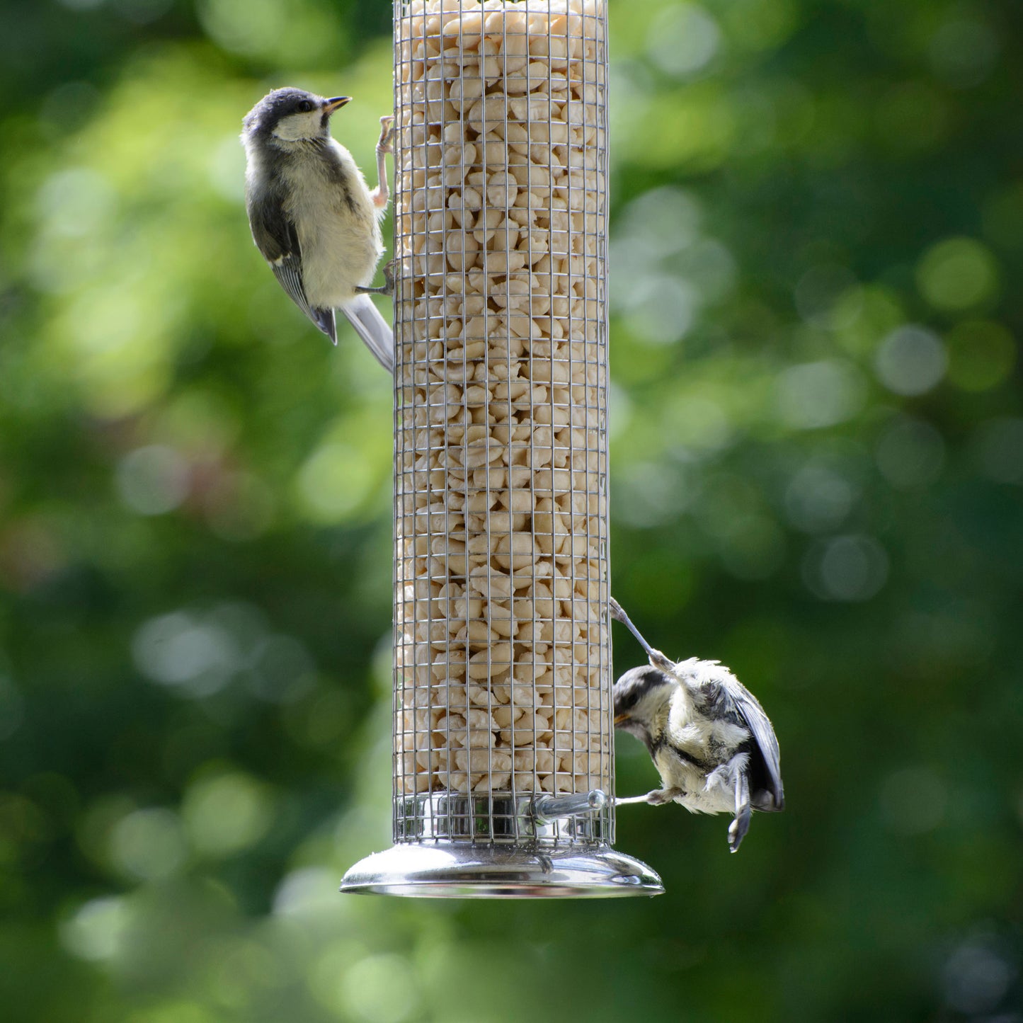 Art. 24166e Blanchierte Erdnusskerne für die Vogelfütterung