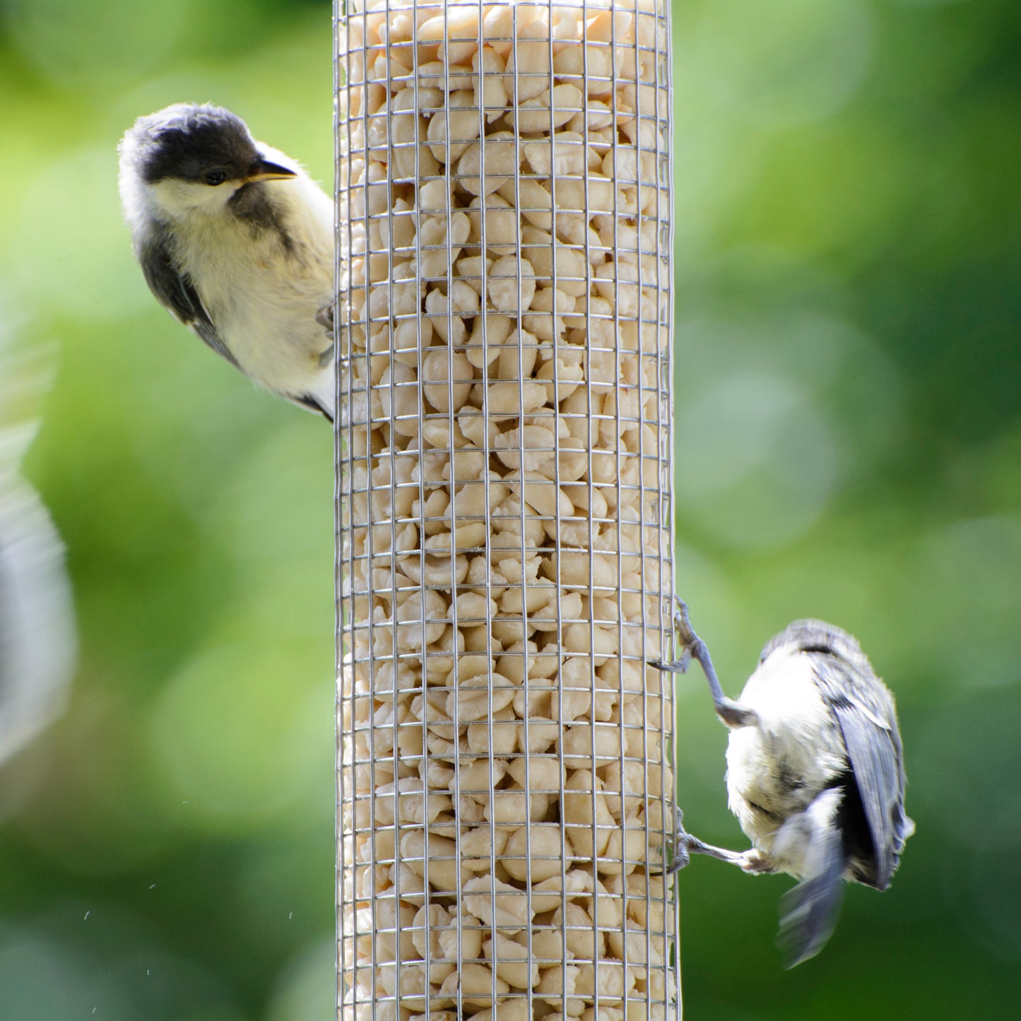 Art. 24166e Blanchierte Erdnusskerne für die Vogelfütterung
