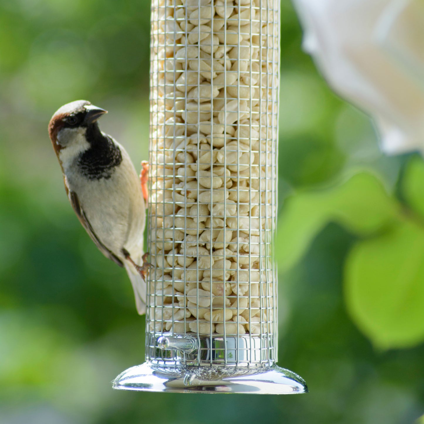 Art. 24166e Blanchierte Erdnusskerne für die Vogelfütterung