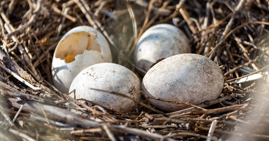Ausgebrütete Eier in einem Vogelnest