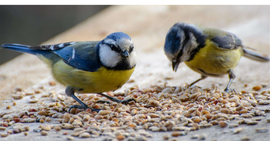 Ganzjahres-Vogelfütterung – wie Du heimische Vögel das ganze Jahr unterstützt