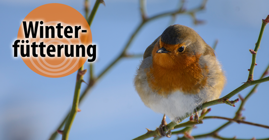 Vogelfütterung im Winter: Worauf jetzt wirklich zu achten ist