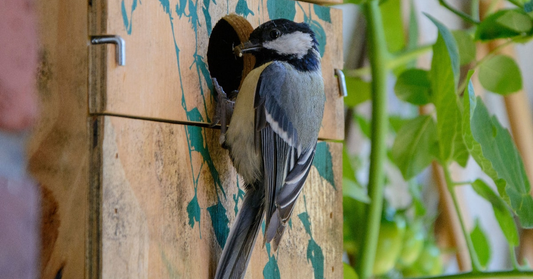 Einflugloch beim Nistkasten richtig wählen – Welche Größe passt zu welcher Vogelart?
