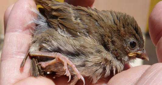 Jungvogel gefunden – was tun?