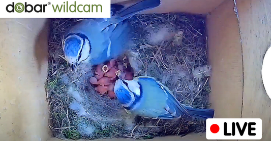 Nistkasten mit Kamera – der perfekte Einstieg in die Vogelbeobachtung