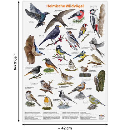 Handgezeichnete Illustration heimischer Wildvögel auf hochwertigem Poster