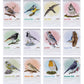 Vogel-Tischkalender DIN A5 2026 – Monatskalender mit Wildvogel-Illustrationen