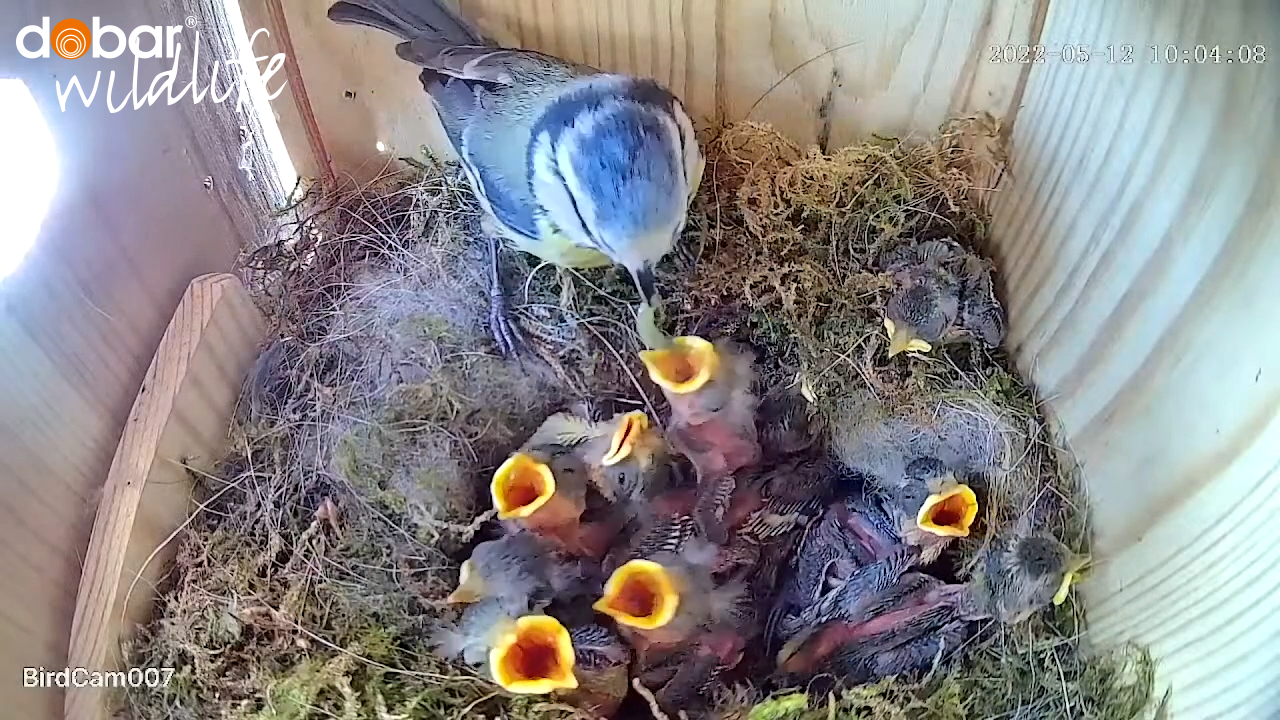 Video laden: Nestbau eines Blaumeisen-Pärchens | Livestream