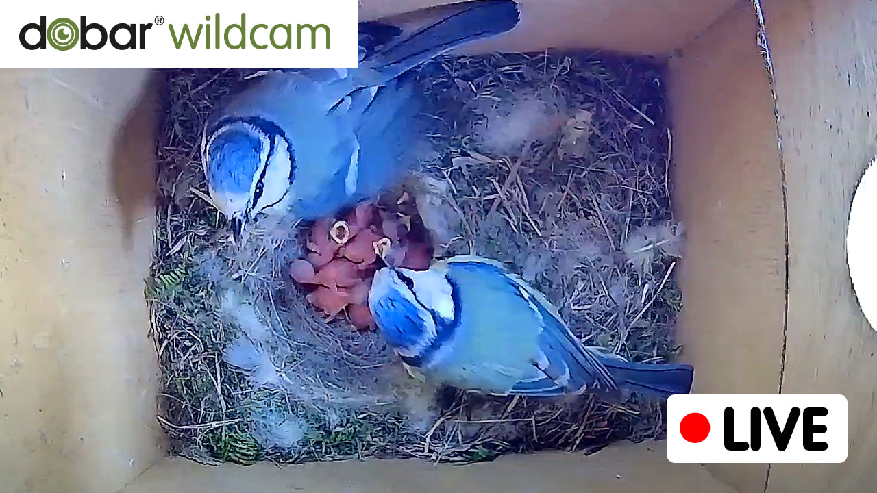 Video laden: Nestbau eines Blaumeisen-Pärchens | Livestream