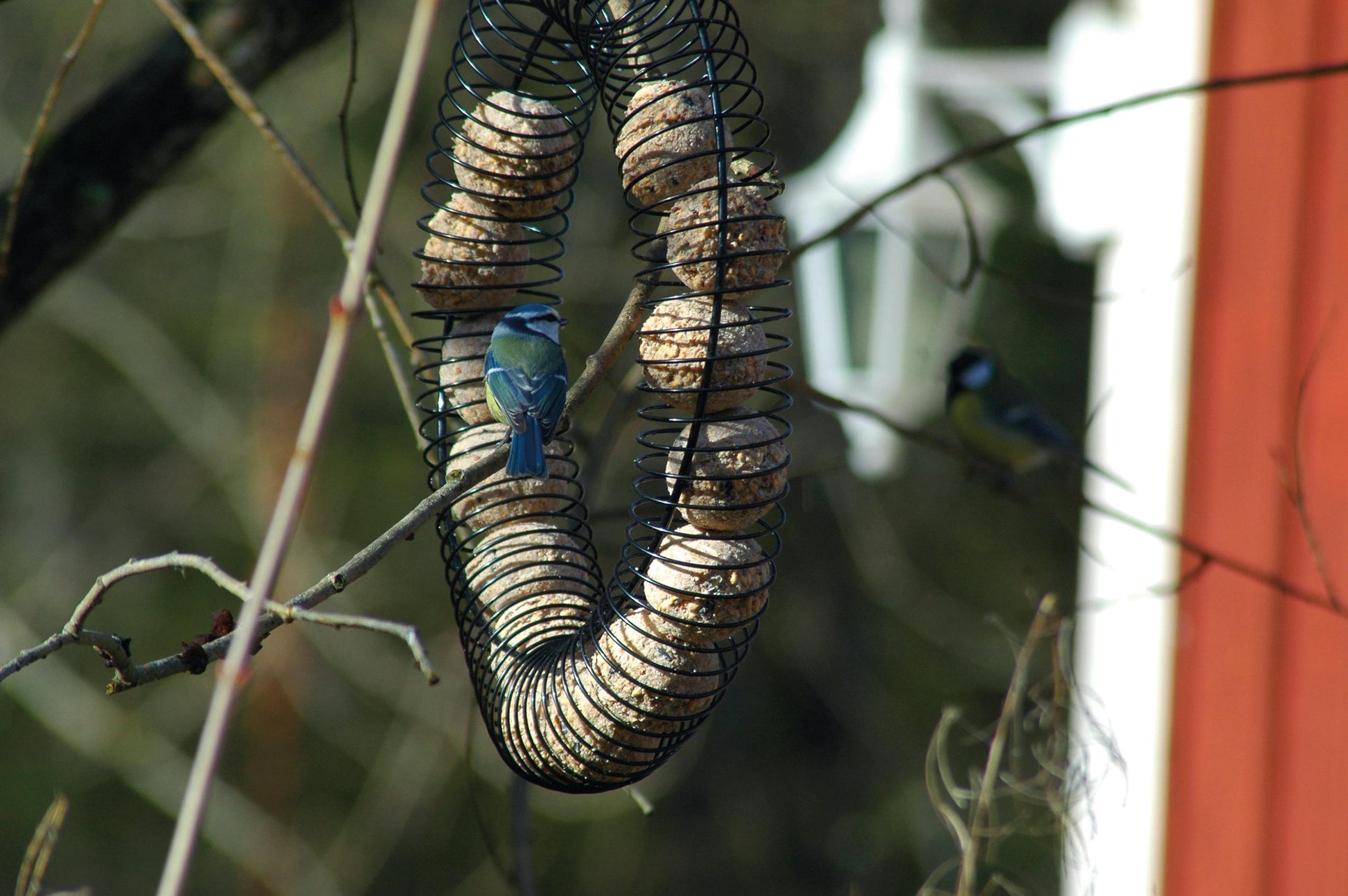 Metallener Vogelfutterring mit Haken zum Aufhängen im Garten
