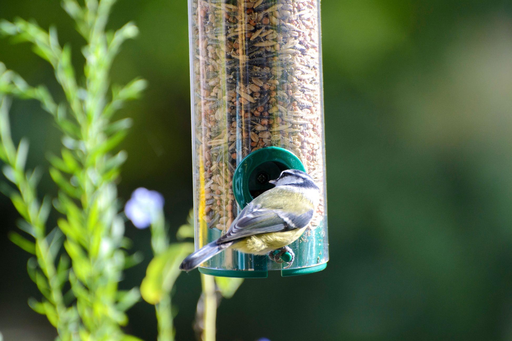 Art. 11502 - Transparente Wildvogel - Futterstation zum Aufhängen - Luxus-Vogelhaus.de