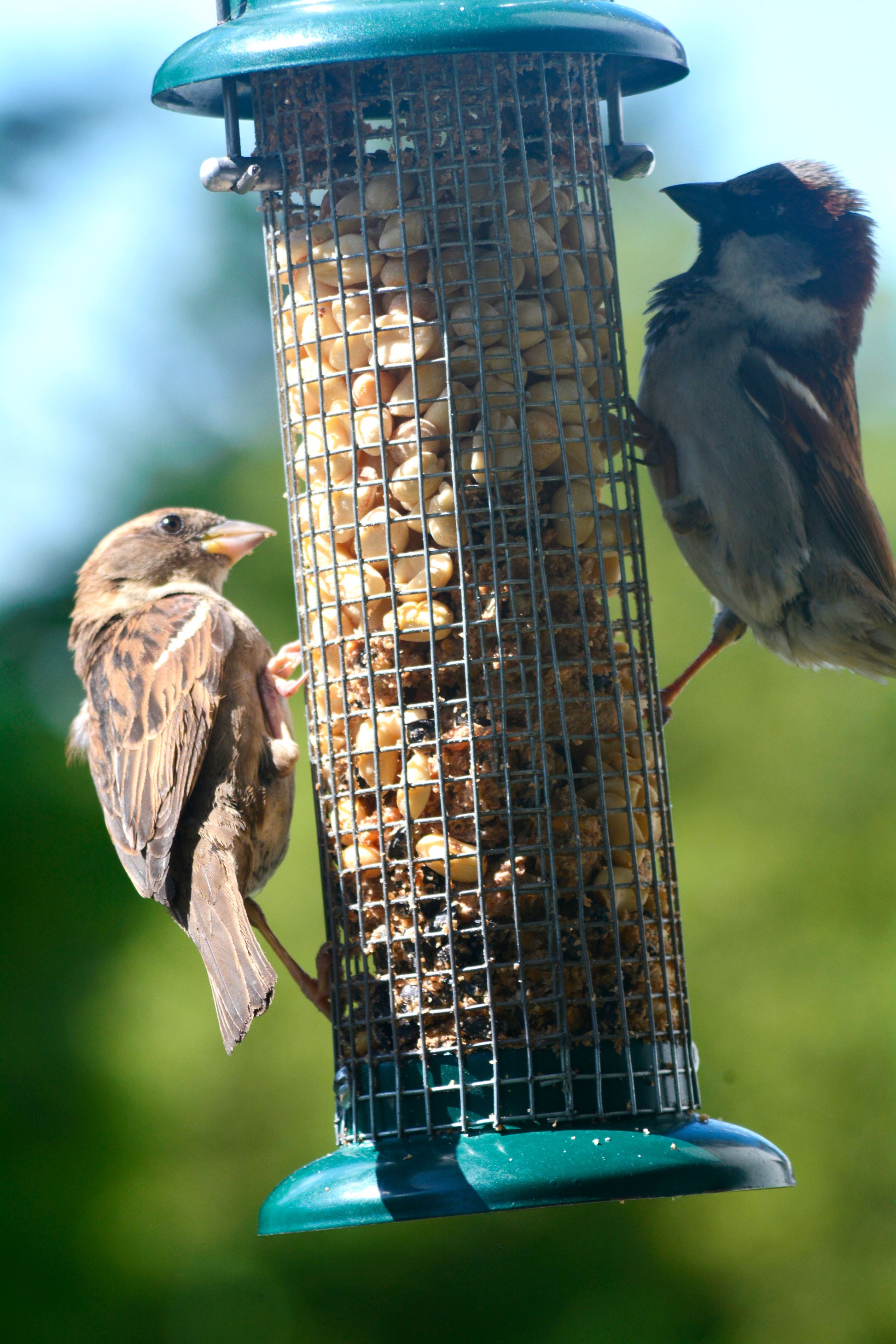 ZMKY Kolibri-Futterspender zum Aufhängen, Eichhörnchenfest,  Vogelfutterstation, auslaufsicher, für den Außenbereich, robust und  langlebig für Vogelfutterstation, Garten : : Garten