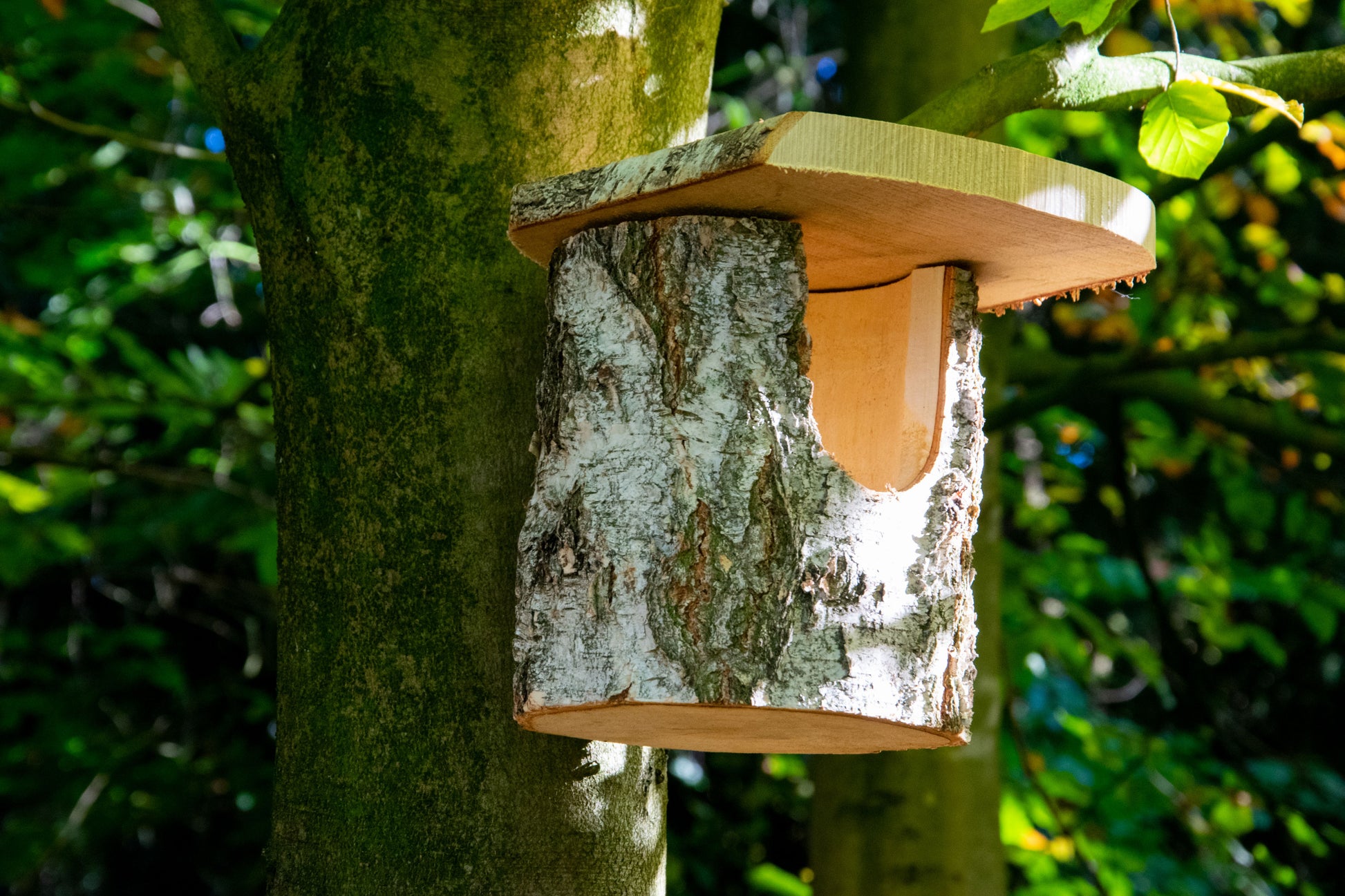 Vogelhaus für Nischenbrüter, mit großem Einflugloch Ø 10 cm und schützendem Dachvorsprung.

