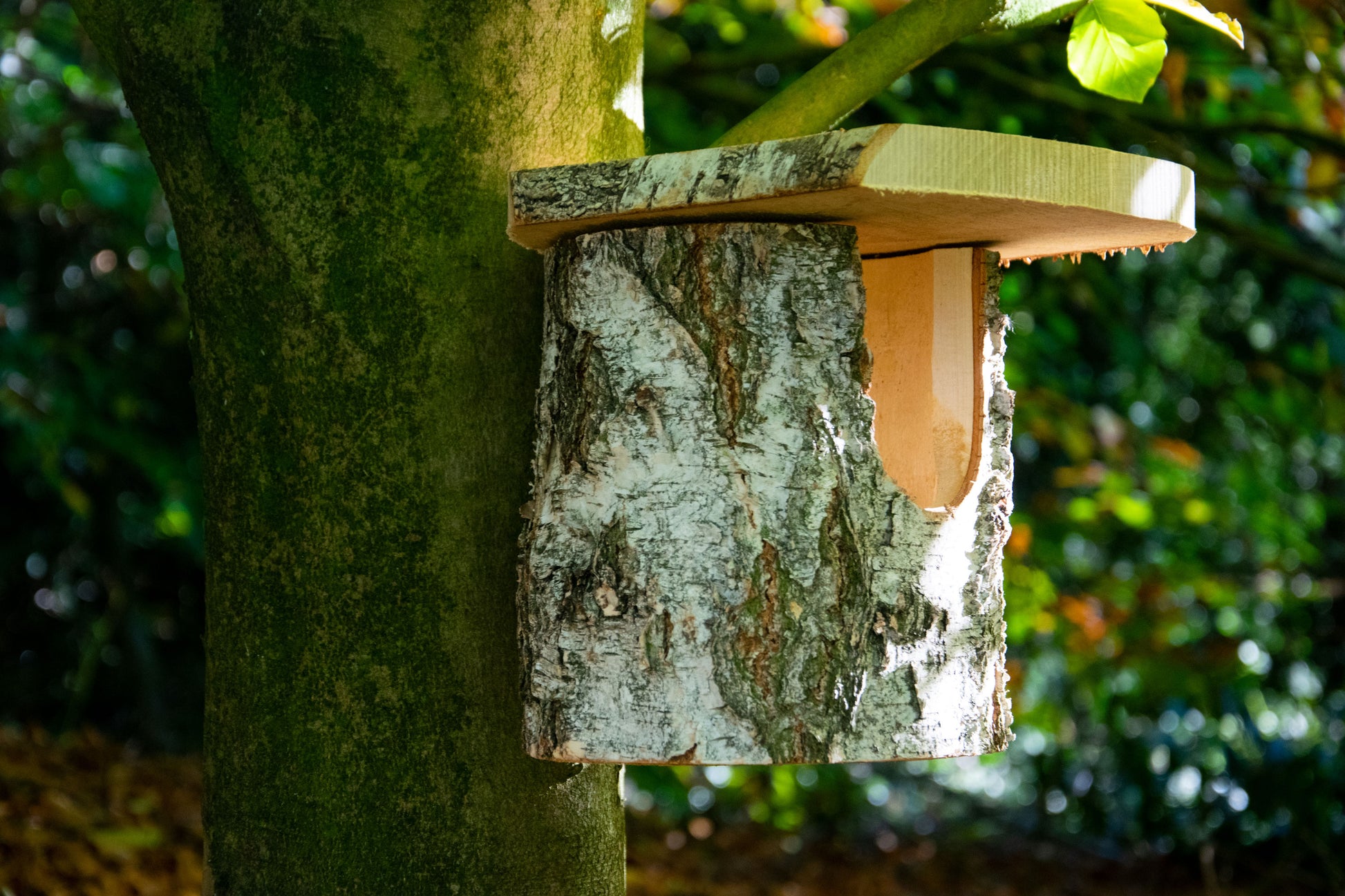 LUXUS-VOGELHAUS® Nistkasten mit natürlicher Optik und robustem Birkenholz, perfekt für naturnahe Gärten.