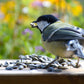 Art. 24096e - Wildvogelfutter | Gestreifte Sonnenblumenkerne 20 kg