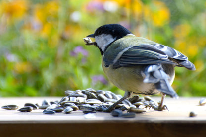 20 kg Sonnenblumenkerne für Wildvögel – Hochwertige Energiequelle für Vogelfutterstationen.
