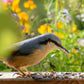 Art. 24098e - Vogelfutter Streufutter 20 kg - Luxus-Vogelhaus.de