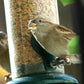 Art. 24098e - Vogelfutter Streufutter 20 kg - Luxus-Vogelhaus.de