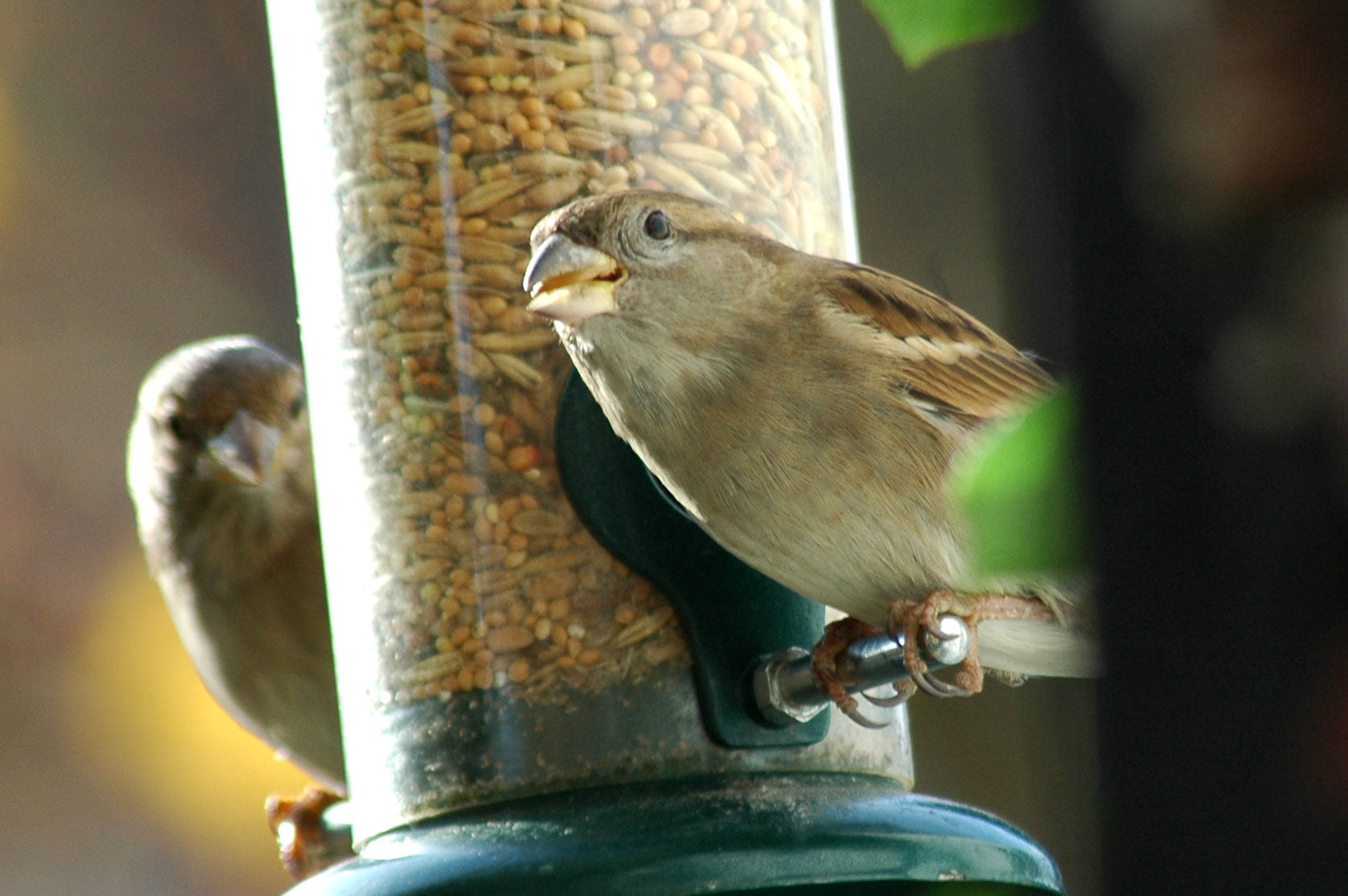 Art. 24098e - Vogelfutter Streufutter 20 kg - Luxus-Vogelhaus.de