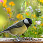 Art. 24098e - Vogelfutter Streufutter 20 kg - Luxus-Vogelhaus.de
