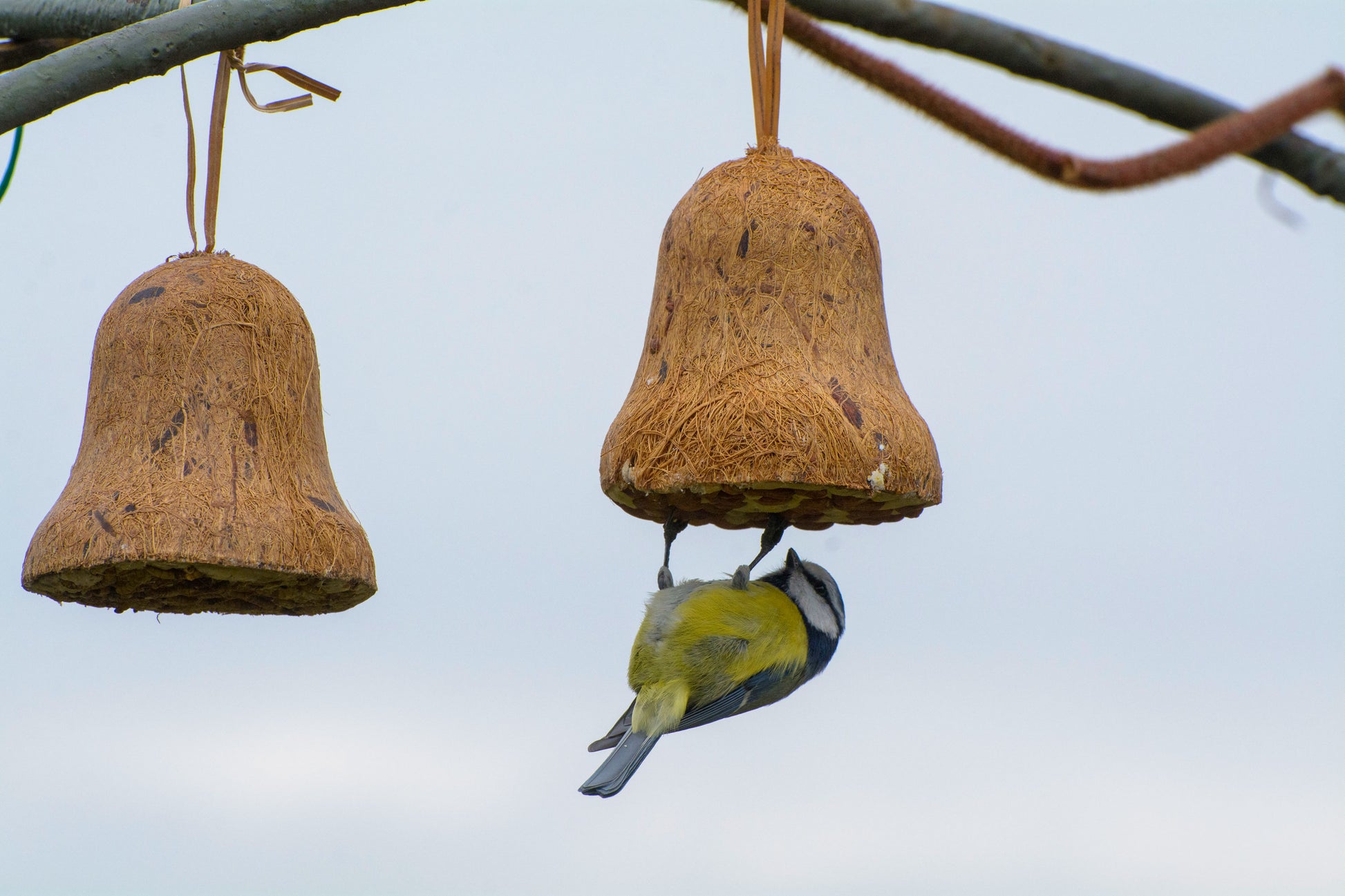 Nachhaltige Futterglocken für Wildvögel – LUXUS-VOGELHAUS Set mit Erdnüssen und Protein-Mix.

