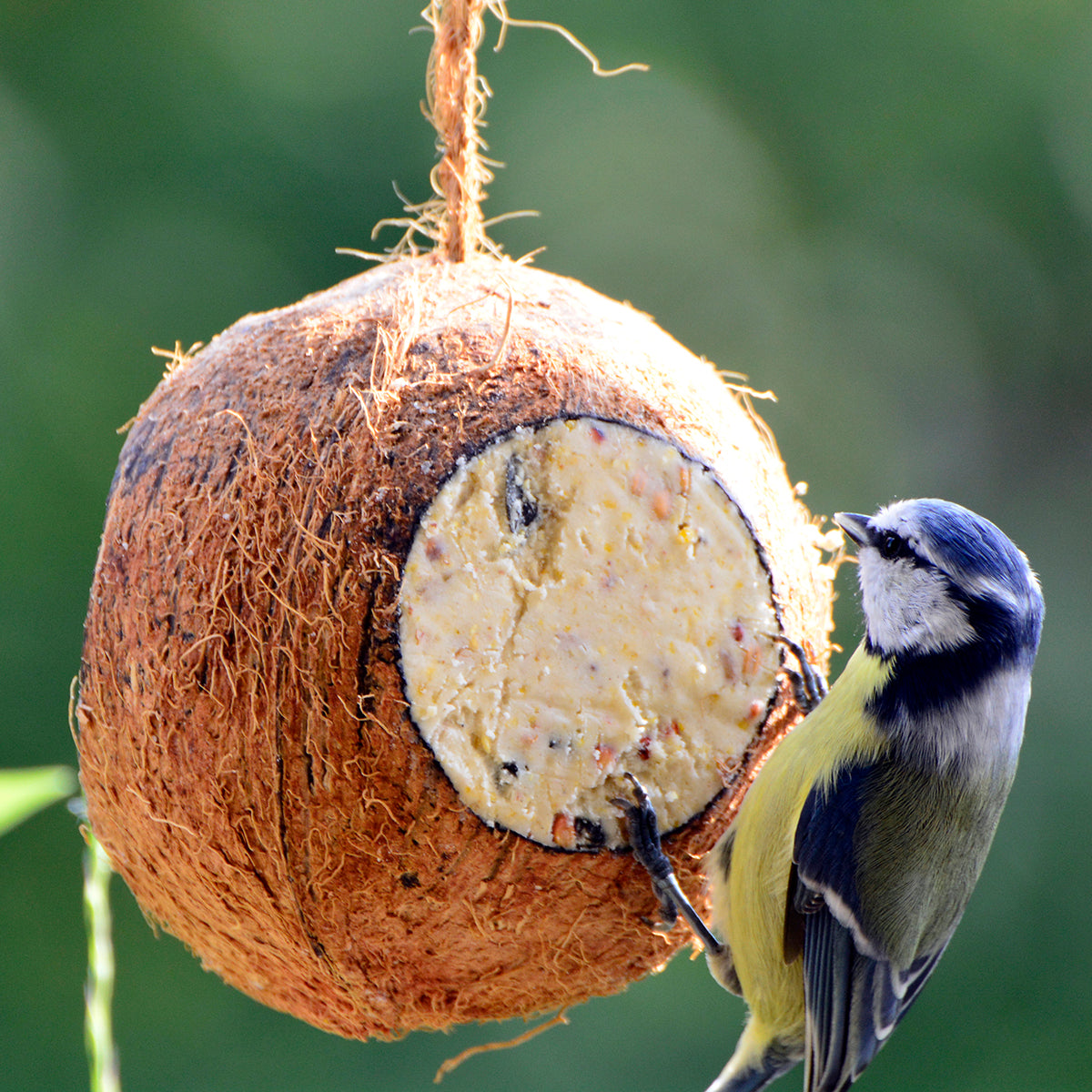 Art. 24102e - Vogelfutter-Mix | gefüllte Kokosnüsse und Riesenzapfen
