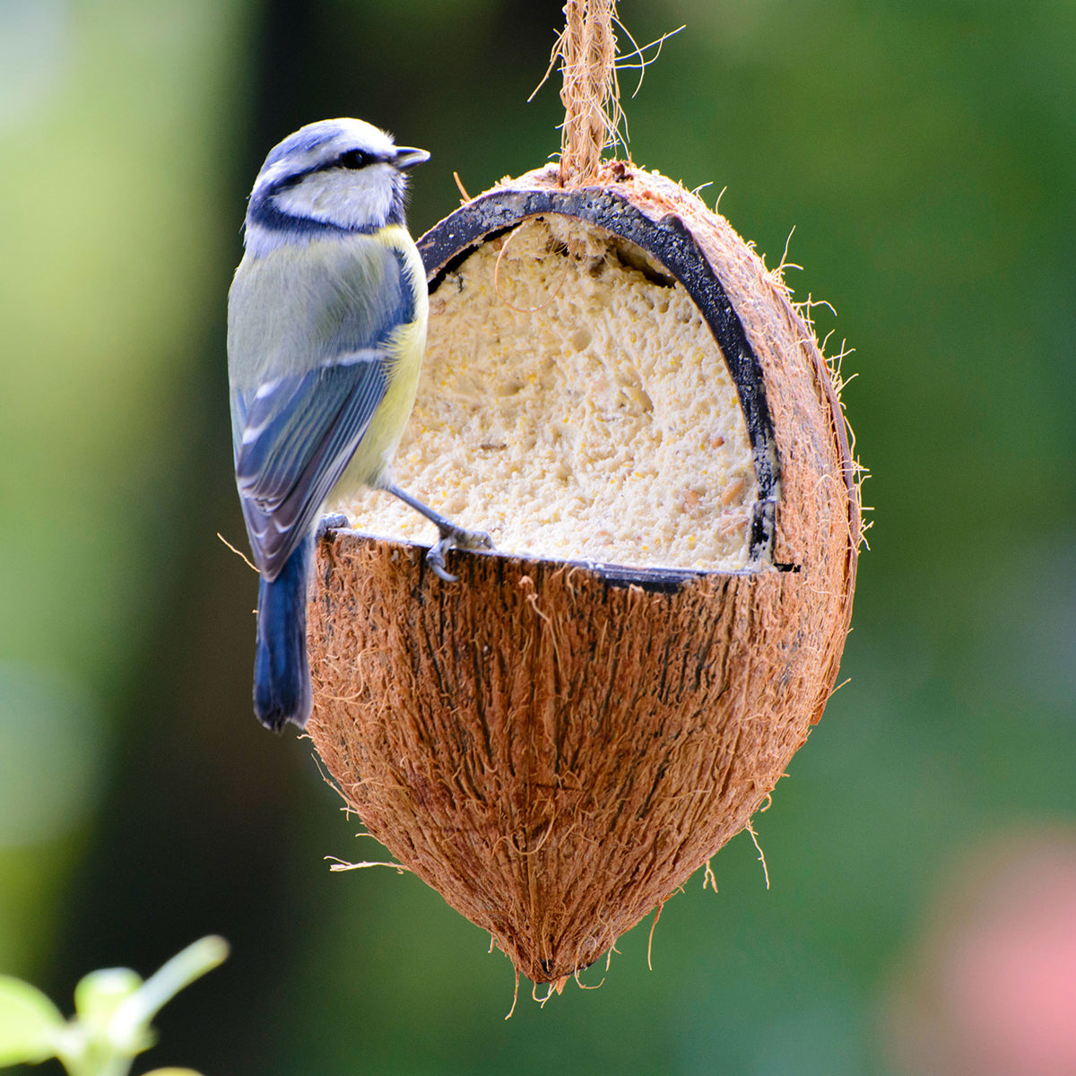Art. 24102e - Vogelfutter-Mix | gefüllte Kokosnüsse und Riesenzapfen