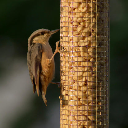Erdnusskerne für Wildvögel – Perfekt für Vogelfutterstationen und zur ganzjährigen Fütterung.
