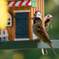 Art. 25109FSC - Buntes Vogelhaus Western zum Aufhängen "Cafe"