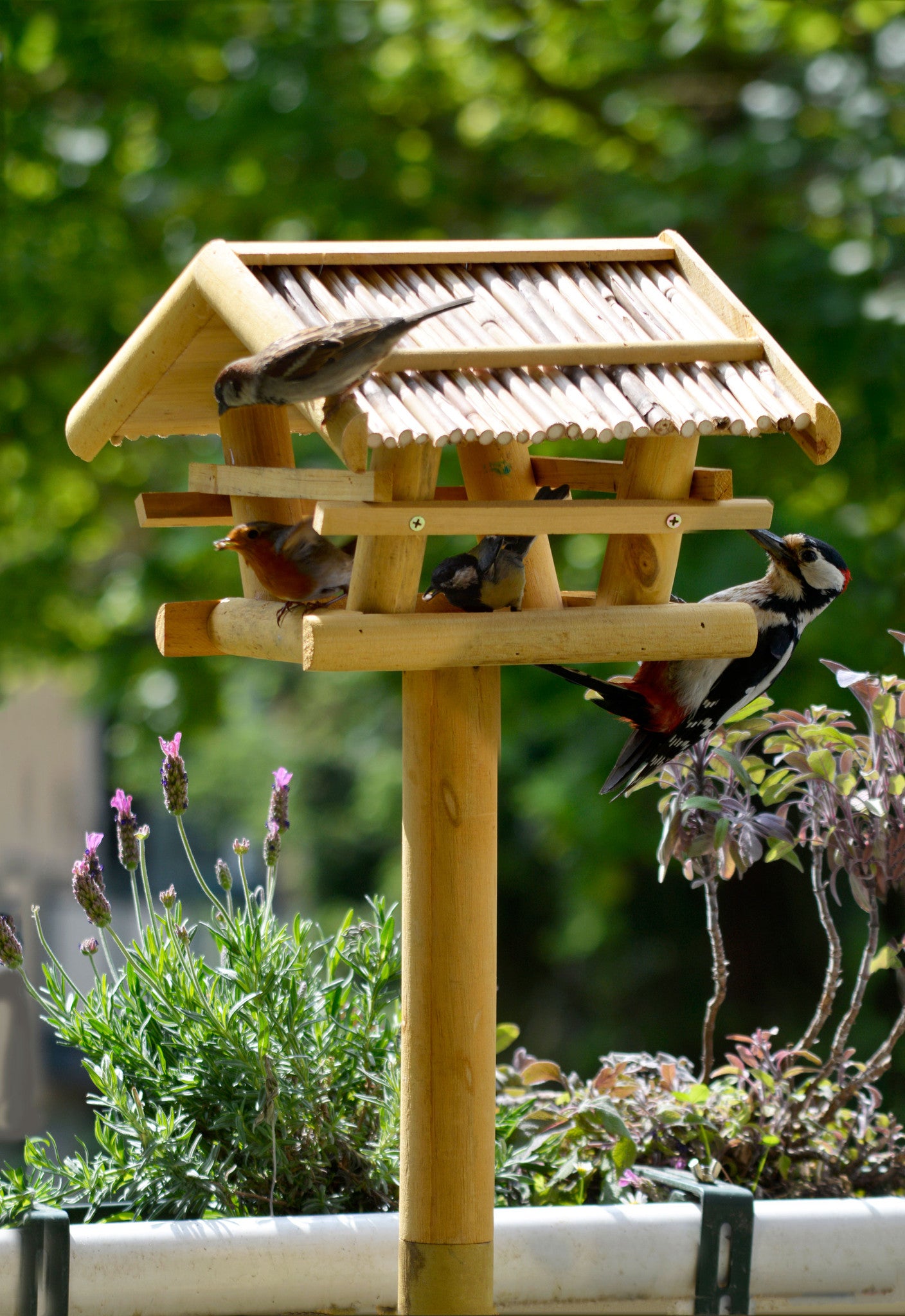 Handgefertigtes Vogelhaus aus FSC®-zertifiziertem Holz, wetterfest lasiert, für nachhaltige Vogelfütterung im Garten.

