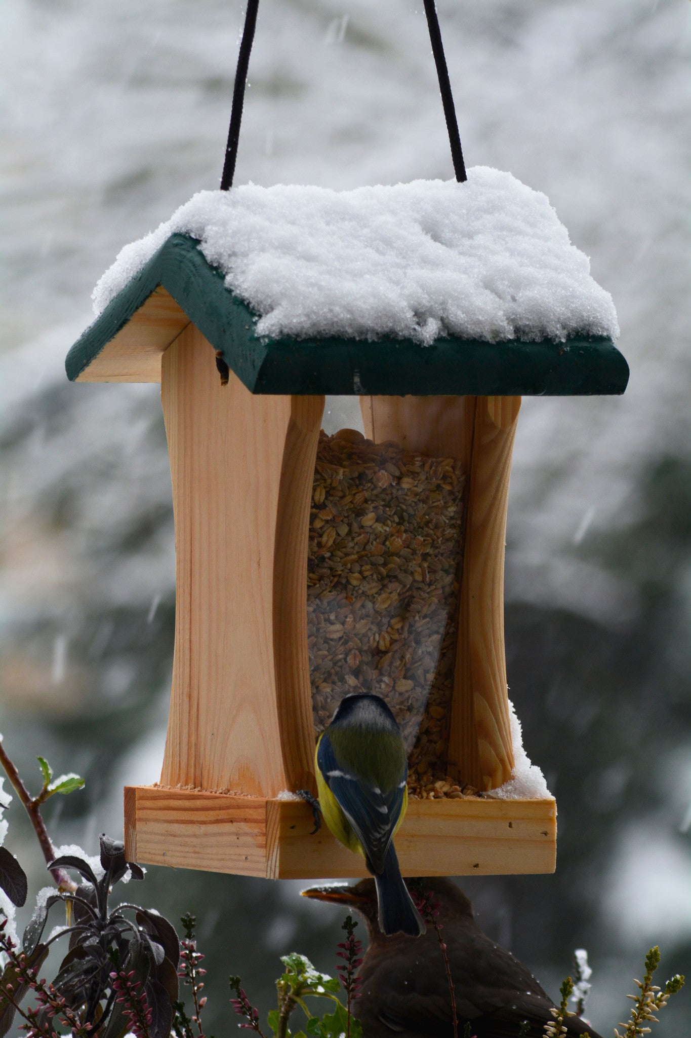 Robustes Vogelhaus mit reißfester Kordel und Acrylglasscheiben
